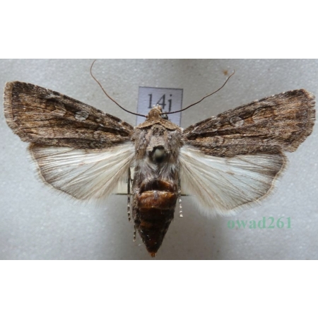 Euxoa tritici (Linnaeus, 1761) Rolnica pszenicówka Czech14j